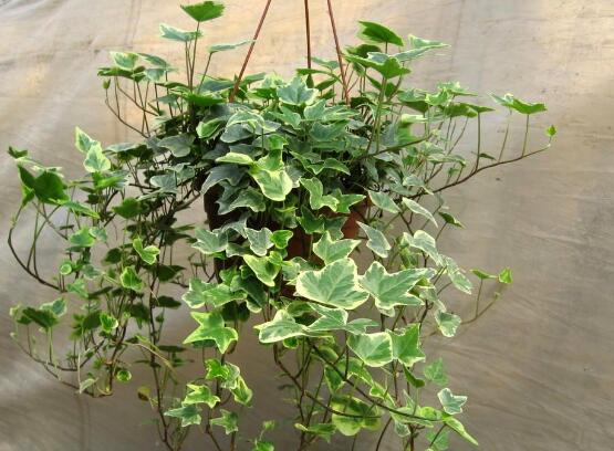 家庭養(yǎng)常春藤常見(jiàn)問(wèn)題大全，做好六點(diǎn)基本要點(diǎn)即可(生長(zhǎng)翠綠)