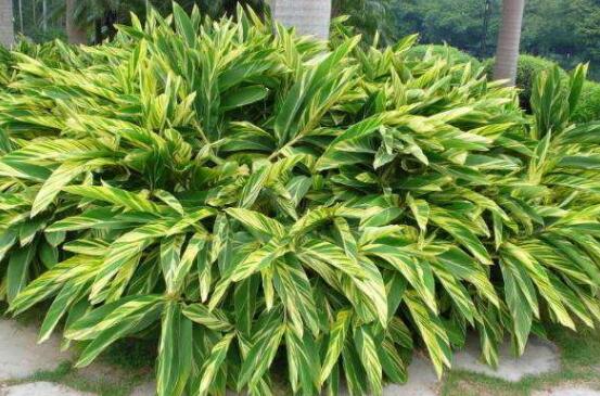 萬(wàn)年青樹(shù)的種類(lèi)，好看的六種萬(wàn)年青圖片欣賞