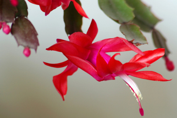 蟹爪蘭冬天怎么養(yǎng)