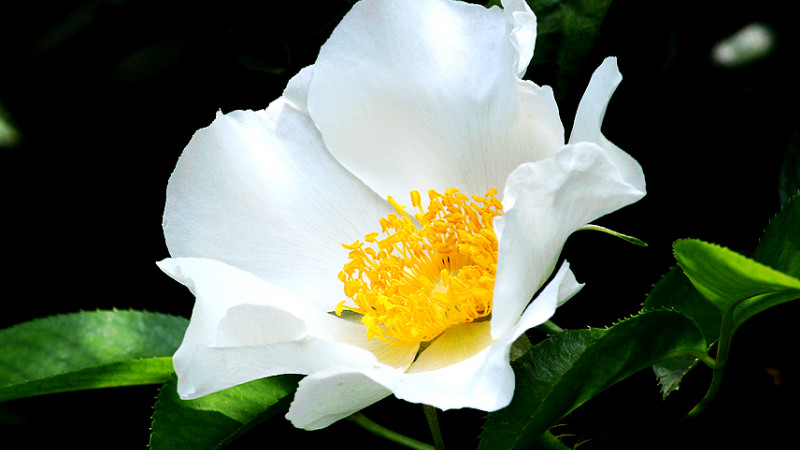 金櫻子什么時(shí)候成熟