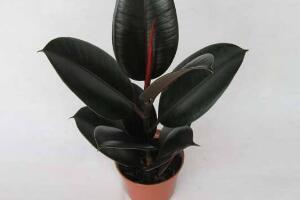 橡皮樹的汁液有毒嗎，橡皮樹適合在室內(nèi)養(yǎng)嗎