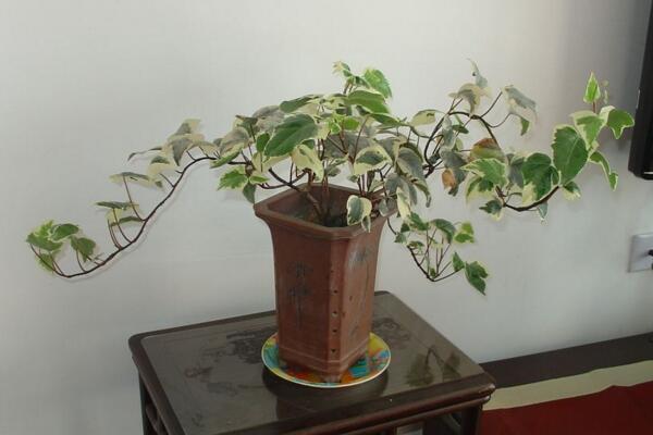 常青藤可以天天噴水嗎，只有夏季才可以天天噴水