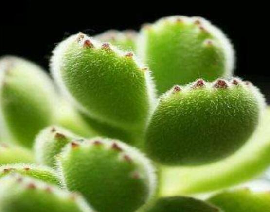 熊童子怎么養(yǎng)才能飽滿，老農(nóng)總結(jié)五個(gè)重要養(yǎng)護(hù)措施