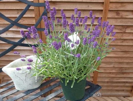 薰衣草怎么澆水，薰衣草多久澆一次水/三天澆一次