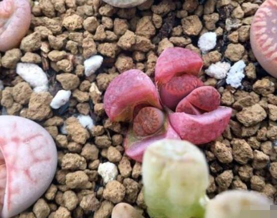 生石花家庭養(yǎng)護(hù)，老農(nóng)總結(jié)最實(shí)用五大要點(diǎn)