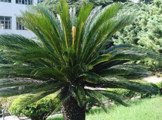 鐵樹開花是吉還是兇，預(yù)示生活美滿、大吉大利(吉兆)