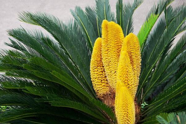 鐵樹開花圖片，開花條件以及征兆