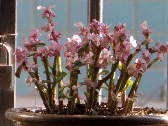 雅樂(lè)之舞的養(yǎng)殖方法和注意事項(xiàng)，老農(nóng)總結(jié)最實(shí)用八大養(yǎng)殖方法