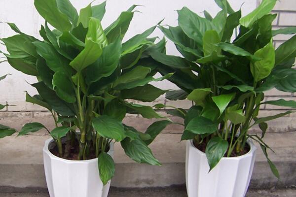 萬年青的養(yǎng)殖方法和注意事項：土壤適宜/溫度適中/切勿暴曬/合理澆水