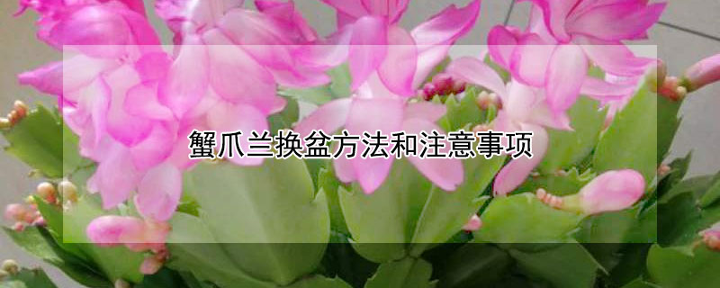 蟹爪蘭換盆方法和注意事項(xiàng)