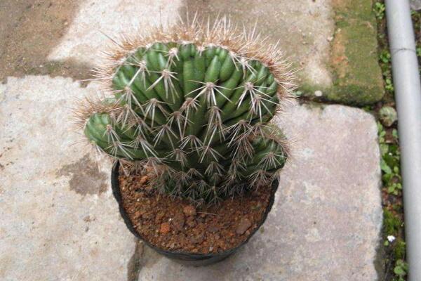 仙人球是怎樣繁殖的，有扦插/嫁接/播種三種方法