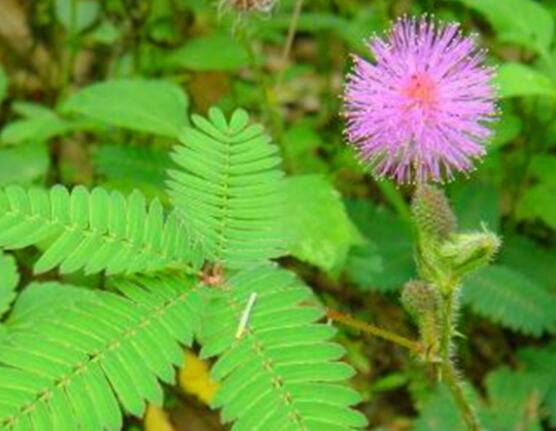 含羞草有毒嗎可以碰嗎，毒性比較輕微/盡量別長時間接觸