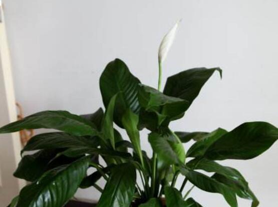 一帆風順花蔫了怎么辦，教你四種解決辦法(花大色艷)