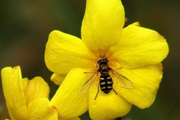 迎春花有沒(méi)有蜜