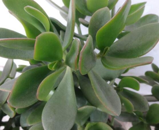 燕子掌掉葉子怎么辦，老農(nóng)教你三種最直觀解決方法