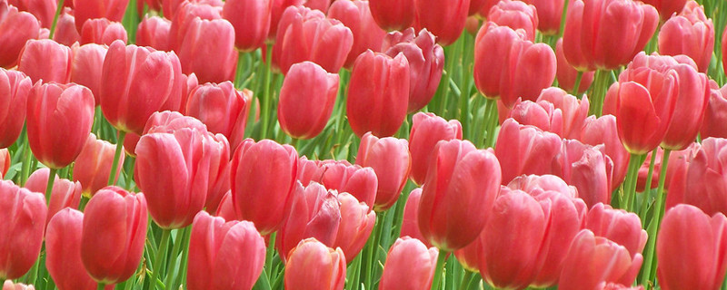 風(fēng)信子和郁金香的區(qū)別