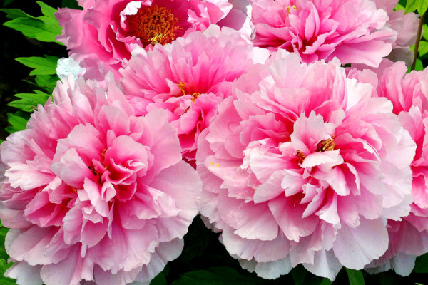 盆栽牡丹冬天怎么養(yǎng)護