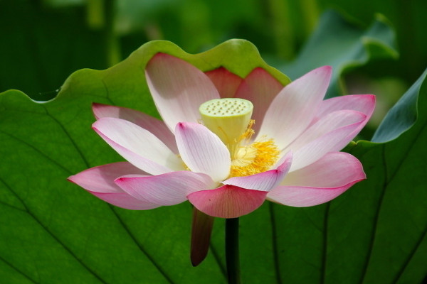 荷花的栽培與養(yǎng)護(hù)技術(shù)