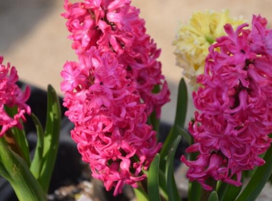 風(fēng)信子怎么施肥吸收效果最好，推薦兩種最見效的吸肥方法