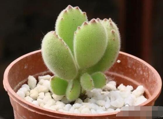 熊童子葉子發(fā)軟怎么辦，總結(jié)最實(shí)用三種解決方法