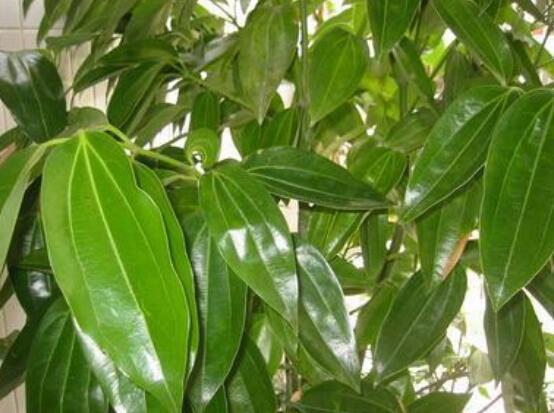 平安樹葉子發(fā)黑是怎么回事，三種原因以及解決方法