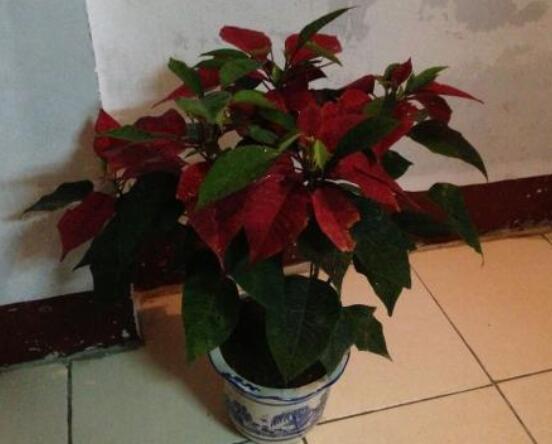 一品紅冬季怎么養(yǎng)，做好五個要點便可安然過冬