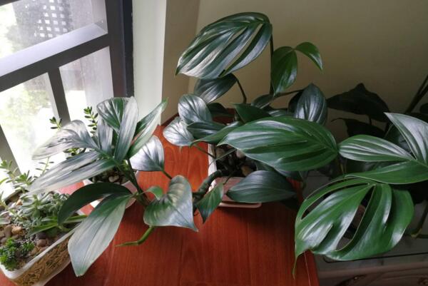 龜背竹一盆養(yǎng)幾棵好，根據(jù)花盆的大小形狀來(lái)決定