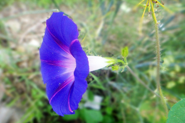牽?；ㄅ柙匀菀组_花嗎
