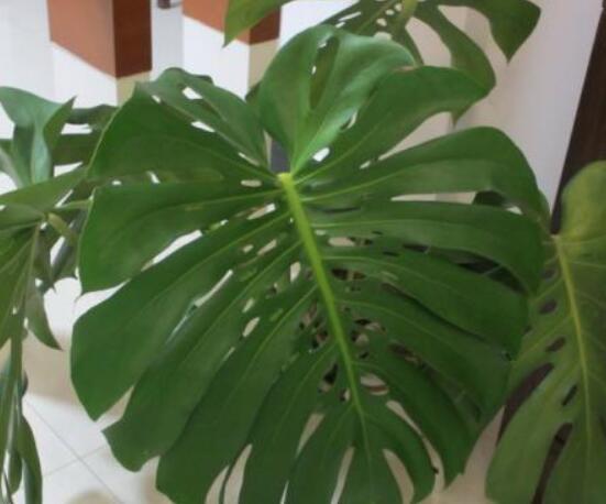 龜背竹黑斑病怎么辦，及時摘除病葉、噴灑藥物/保持通風透氣