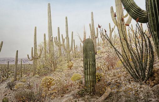 仙人掌為什么會長刺，為了減少蒸騰作用保持自身水分