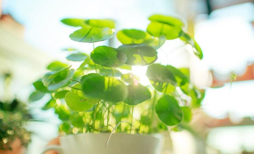銅錢草適合放臥室嗎，不僅可以放并且作用也特別大