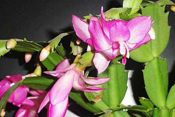 蟹爪蘭的花苞還沒(méi)開就蔫了怎么回事