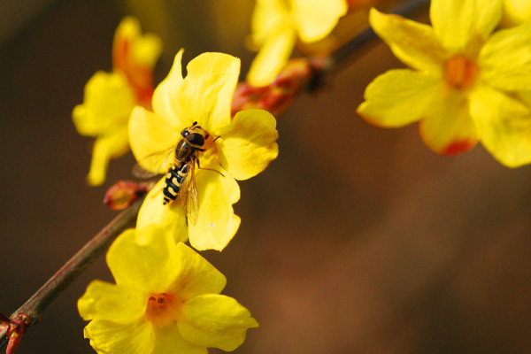 迎春花會結(jié)果嗎