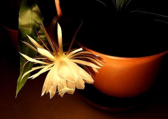 曇花摘下來如何保存，主要分為做干花和自然晾干