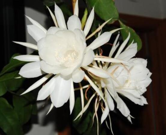 曇花的繁殖方法，盤點最常見的三種繁殖方法(扦插/播種/嫁接)