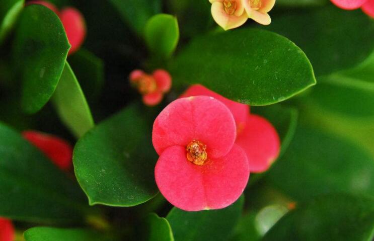 虎刺梅開花有毒嗎，有毒/家中有小孩的最好不要栽種