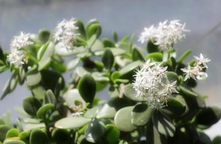 玉樹花和燕子掌的區(qū)別，葉片上的3處不同