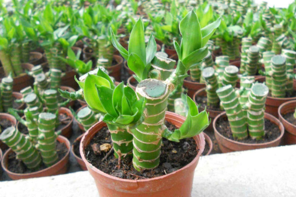 富貴竹可以土養(yǎng)嗎，土培栽植時間選在4~9月