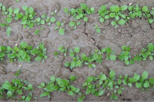 蒲公英種子怎樣種植，可通過(guò)5步進(jìn)行種植