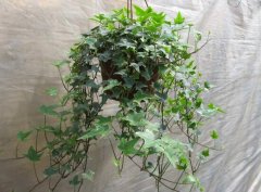 常春藤怎么修剪，常春藤摘心圖解