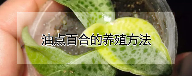 油點百合的養(yǎng)殖方法