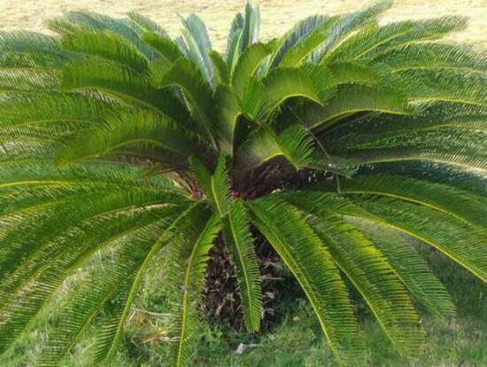 鐵樹開花有什么寓意，象征著大富大貴、吉祥瑞兆