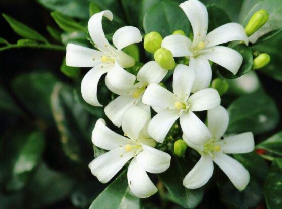 九里香種在家里禁忌，只需要注意四個要點即可