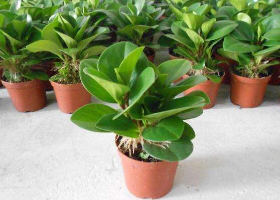 青葉碧玉怎么養(yǎng)，掌握八大核心保證你家的碧玉爆盆綠油油