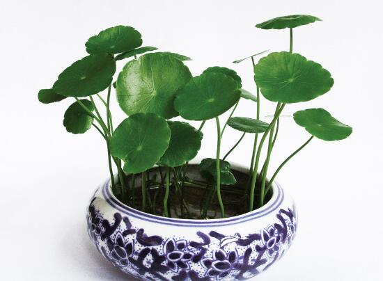 銅錢草爛根是什么原因，銅錢草爛根了怎么辦