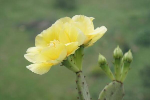 仙人掌開花圖片，既驚艷又罕見