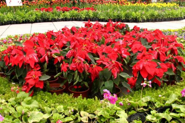 一品紅花期調控方法，以下方法就可以讓它提前開花