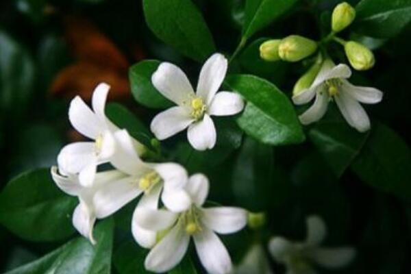 九里香有花骨朵不開(kāi)花