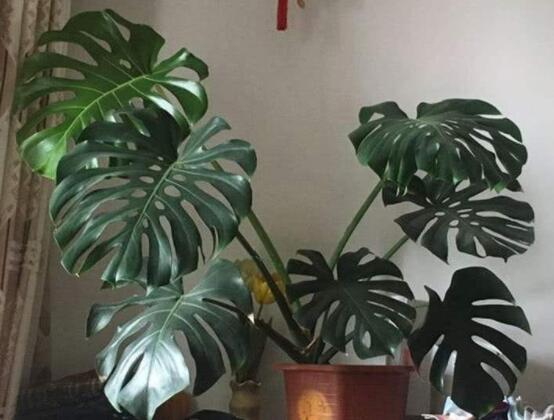 龜背竹怎么固定造型，龜體造型最受人們歡迎(美觀)