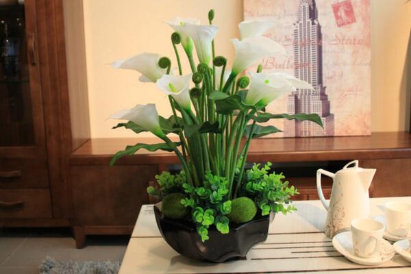 馬蹄蓮夏季的養(yǎng)殖方法，5個步驟可讓馬蹄蓮順利度夏